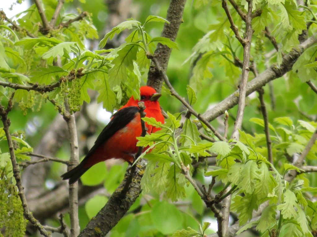 MN Bird Guide – Judd Brink - Visit Brainerd