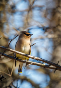 One of the many birds to see at the Brainerd Rotary Riverside Park