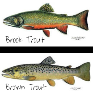 Stream trout season to open this weekend in Minnesota