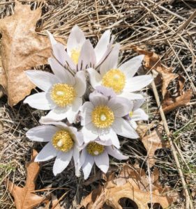 Bundle of fresh flowers found at the Northland Arboretum