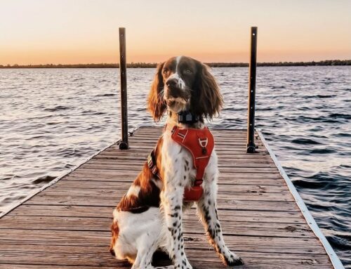 10 Fun Things To Do With Dogs in Brainerd, MN