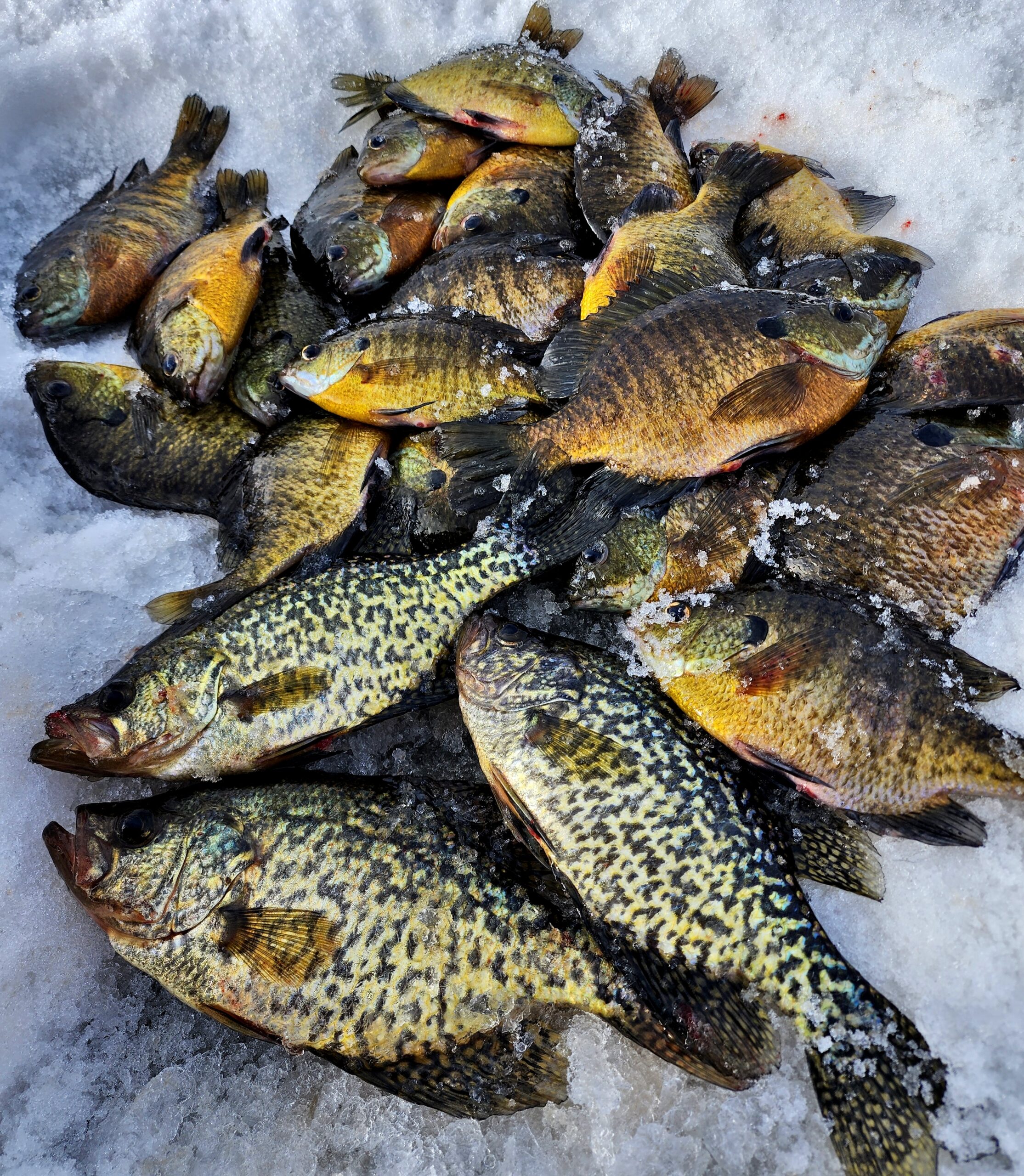 Brainerd Ice Fishing Report: January 30, 2024 - Visit Brainerd