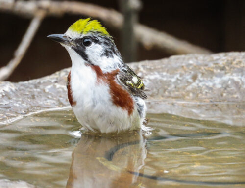 Brainerd Birding Report: August 13, 2024