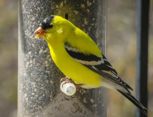 Brainerd Birding Report: August 6, 2024