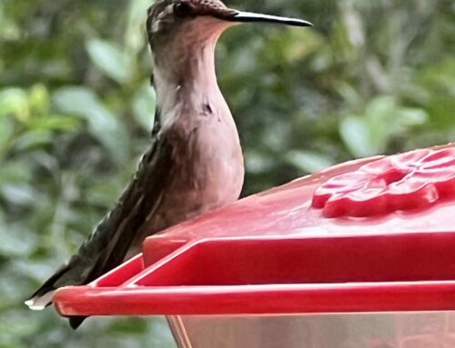 Brainerd Birding Report: August 20, 2024