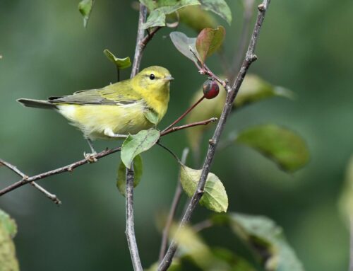 Brainerd Birding Report: August 27, 2024