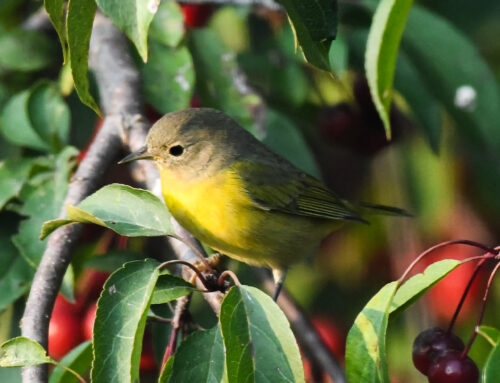 Brainerd Birding Report: September 10, 2024