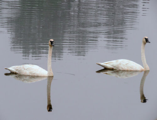 Brainerd Birding Report: September 3, 2024