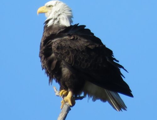 Brainerd Birding Report: October 22, 2024