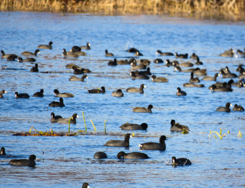 Brainerd Birding Report: October 29, 2024