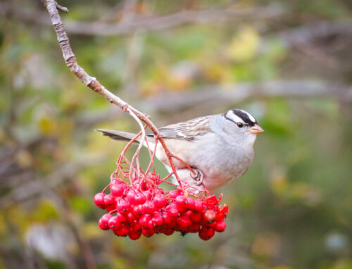 Brainerd Birding Report: October 15, 2024