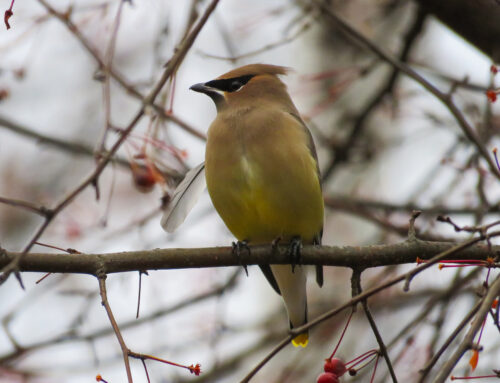 Brainerd Birding Report: November 26, 2024