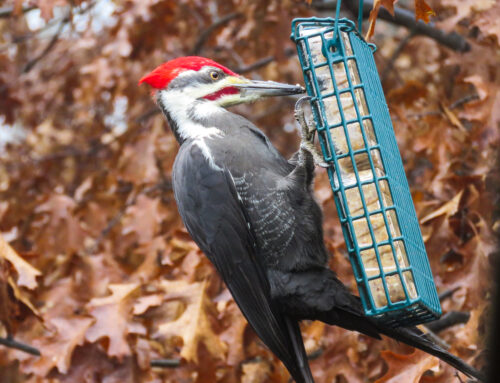 Brainerd Birding Report: November 19, 2024