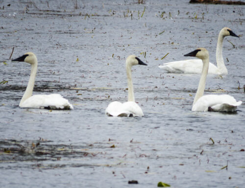 Brainerd Birding Report: November 5, 2024