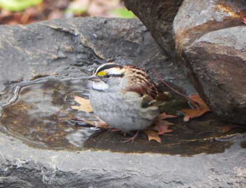 Brainerd Birding Report: November 12, 2024