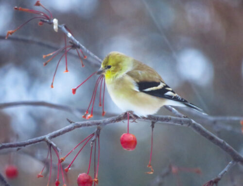 Brainerd Birding Report: December 3, 2024