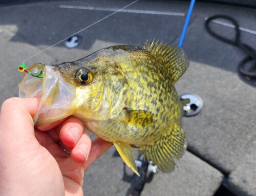 Brainerd Fishing Report: April 15, 2025
