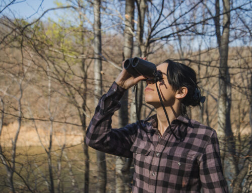 Beginners Guide to Birding in Brainerd, MN